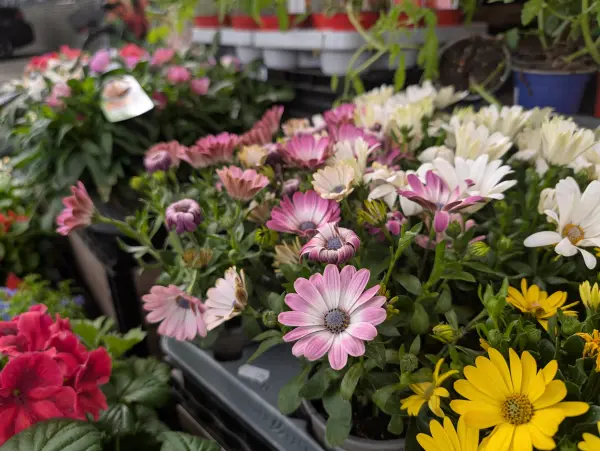 Bild 0 von Blumen