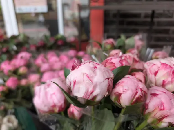 Bild 2 von Blumen