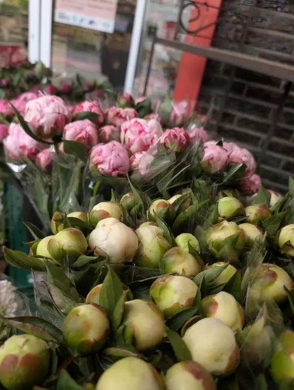 Bild 3 von Blumen