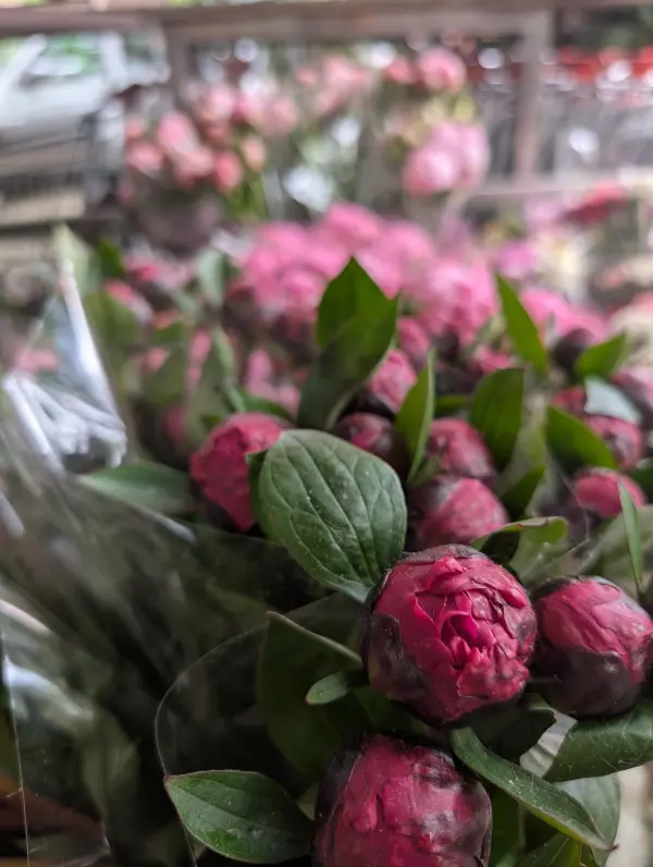 Bild 4 von Blumen