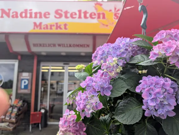 Bild 5 von Blumen