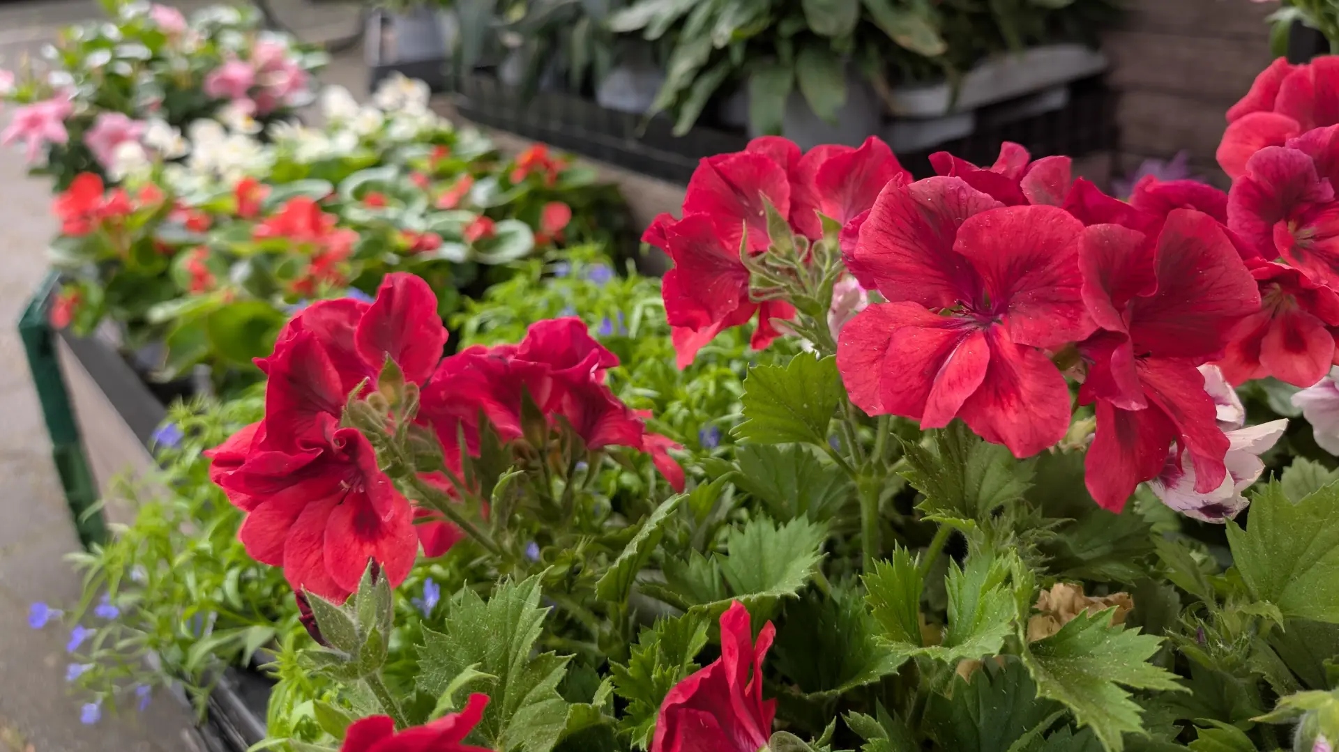 Blumen